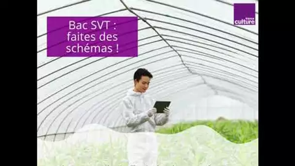 Bac SVT : faites des schémas !