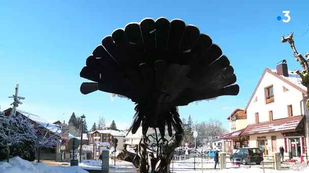 3/4 Fascinant, fragile, parfois agressif... à la rencontre du grand tétras dans le massif du Jura