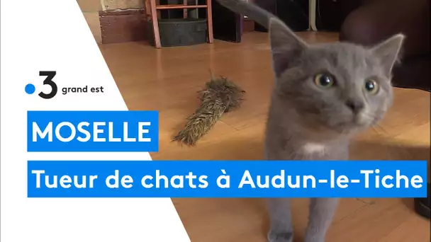 Un tueur de chats sévit à Audun-le-Tiche