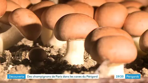 Des champignons de Paris dans les caves du Périgord.
