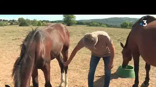 Chevaux et poneys mutilés : les propriétaires s'organisent en Saône-et-Loire