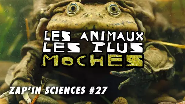 Les animaux les plus moches - Zap'In Sciences #27