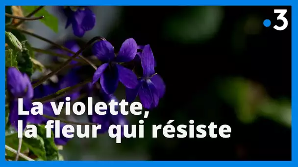 A Tourrettes-sur-Loup, la violette résiste à toute épreuve