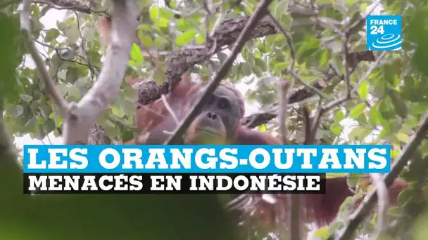 Indonésie, orangs-outans menacés