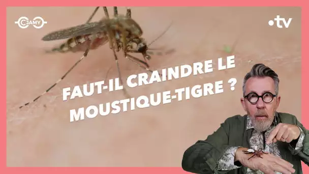 🦟🐯 Alerte au moustique-tigre !