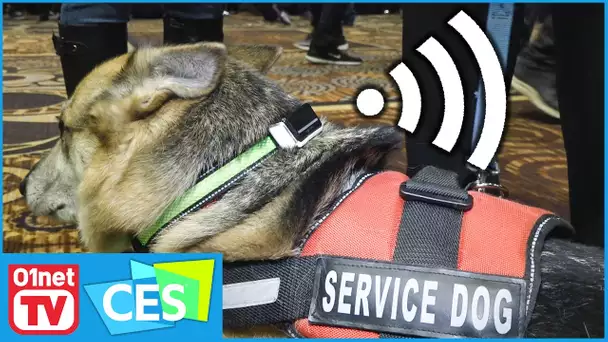 Jagger & Lewis : les chiens aussi sont désormais connectés - CES 2017