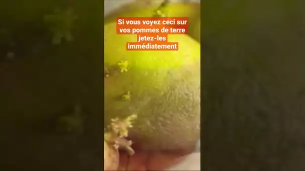 Si vous voyez ceci sur vos pommes de terre jetez les immédiatement