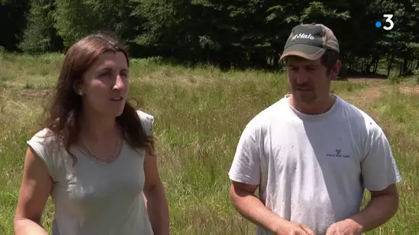 Hérault : Dorothée et Aurélien Cabrol ont perdu une partie de leur brebis après l'attaque d'un loup