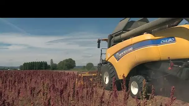 Agriculture : pourquoi la production de quinoa suscite de l’espoir en Côte-d’Or