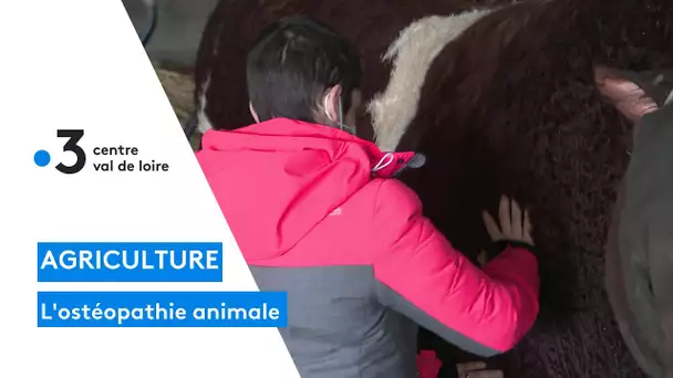 L'ostéopathie animale