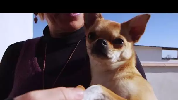 Nos animaux de compagnie sont en danger !