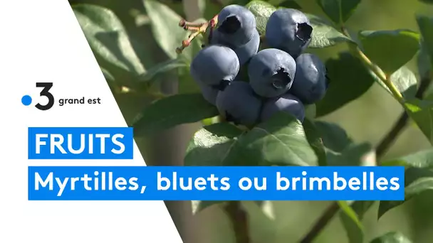 Myrtilles brimbelles et bluets des Vosges