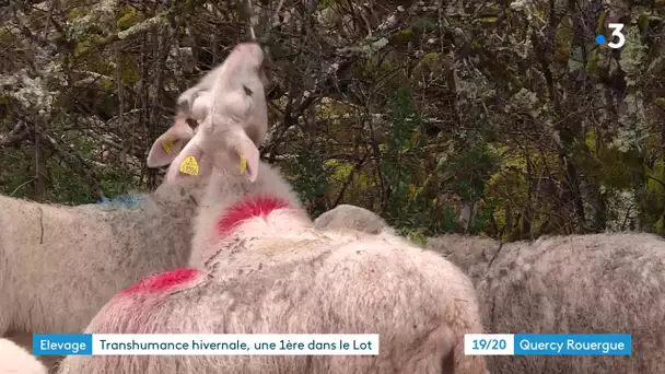 Transhumance hivernale dans le Lot