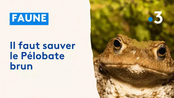 Il faut sauver le Pélobate brun, un crapaud menacé de disparition