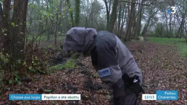 Réactions après l'abattage du loup Papillon en Charente-Maritime