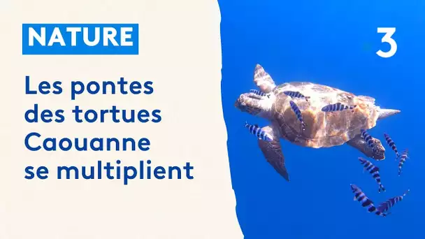 Les pontes des tortues Caouanne se multiplient en Méditerranée