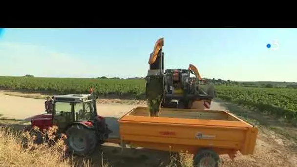 Dans les Pyrénées-Orientales, des vendanges difficiles à cause du climat et des insectes nuisibles