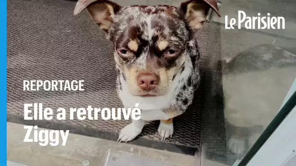 Le chien Ziggy, volé à Paris et retrouvé à Cannes grâce à un incroyable élan de solidarité