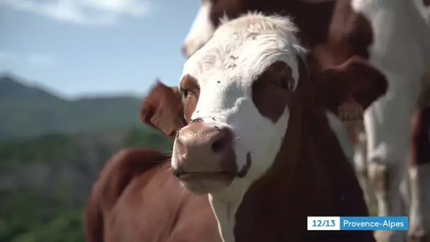 Destination Gap, dans les Hautes-Alpes, à la rencontre des agriculteurs de demain