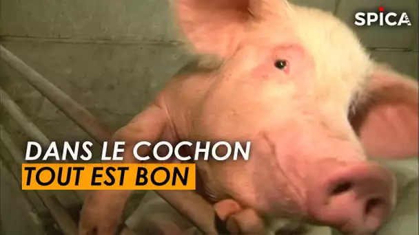 Dans le cochon, tout est bon !