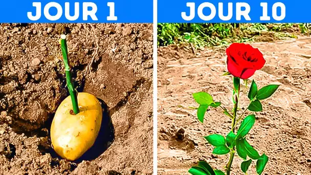 INCROYABLES ASTUCES POUR FAIRE POUSSER TES PLANTES