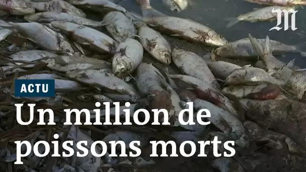 Un million de poissons retrouvés morts en Australie