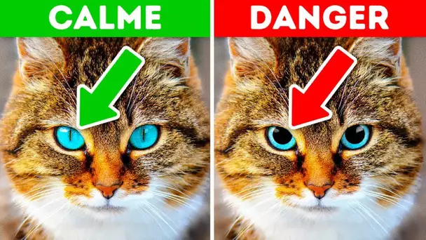 12 Signes Qui Montrent Que Ton Animal a Besoin D’aide