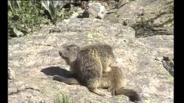 La Marmotte - Documentaire Animalier