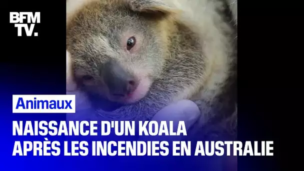 Un koala naît dans un parc en Australie pour la première fois depuis les incendies