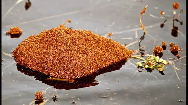 Des fourmis construisent un radeau ! - ZAPPING SAUVAGE