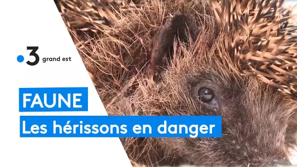 Faune : les hérissons en danger