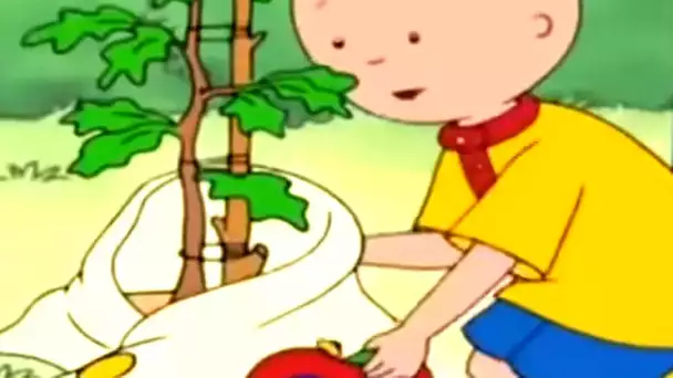 Caillou plante un arbre | Caillou en Français