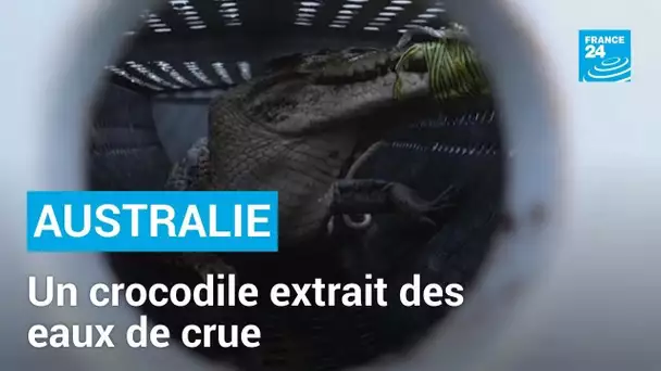 Australie : un crocodile extrait des eaux de crue dans le nord-est du pays • FRANCE 24