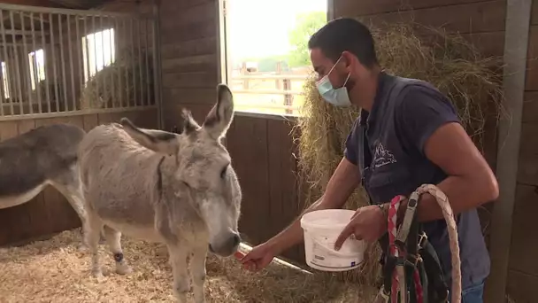 A la Mare Auzou, des soins et de l'amour dans le refuge crée par B.B