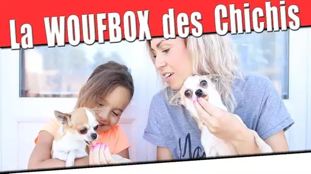 La WoufBox testée par nos Chihuahua ! Box pour chiens