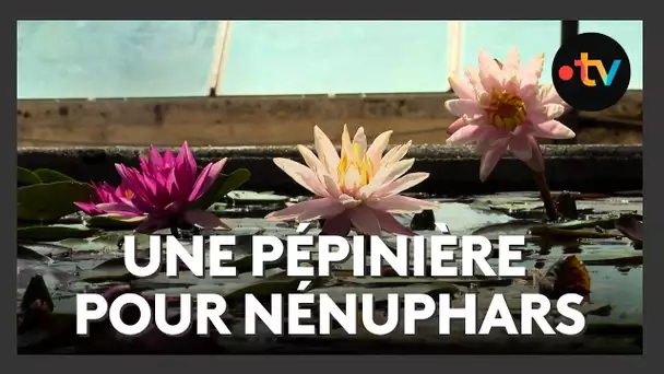 Découverte de la pépinière où sont nées 250 variétés de nénuphars colorés
