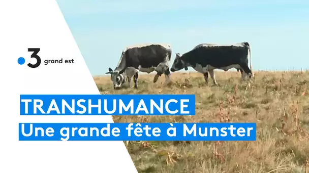 La Fête de la transhumance dans la vallée de Munster