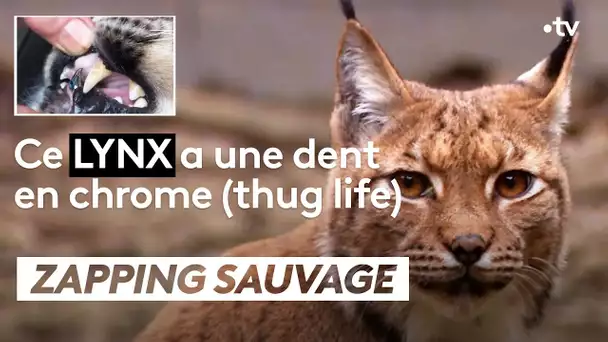 Ce lynx a une dent en chrome (thuglife) - ZAPPING SAUVAGE