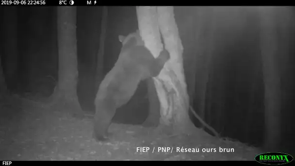 Pyrénées : l'ourse Sorita se porte à merveille et attend peut-être des petits