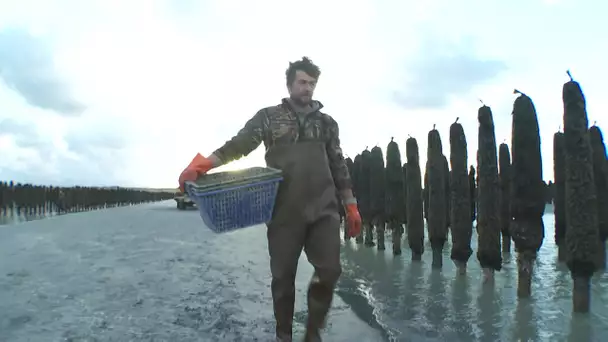 Mer nourricière : le moules de bouchot des frères Delaby (épisode 2/4)