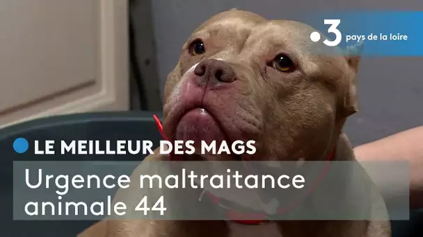 Le meilleur des Mags : association "Urgence Maltraitance animale 44"