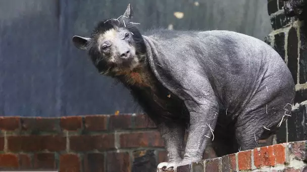 En Afrique, Les Gens ont PEUR de cet Animal TERRIFIANT...