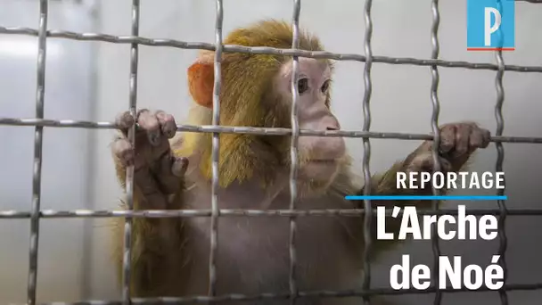 La Tanière : un refuge pour les animaux de laboratoires et de cirques