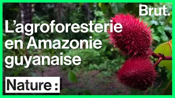 L&#039;agroforesterie en Amazonie guyanaise