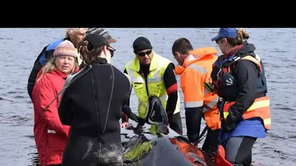Tasmanie : des sauveteurs australiens contraints d'euthanasier des dauphins