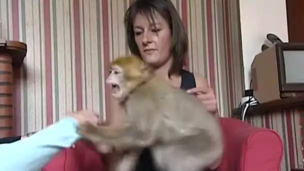 J'ai adopté un singe... c'est un cauchemar !