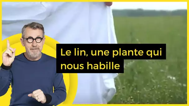 Le lin, une plante qui nous habille - C Jamy