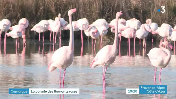 Camargue : la parade des flamants roses