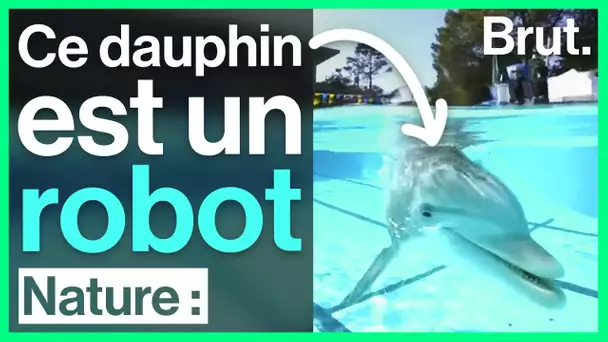 Delle, le robot dauphin ultraréaliste