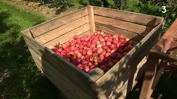 Grêle, coups de soleil, gel : la récolte des pommes est mauvaise dans le Nord